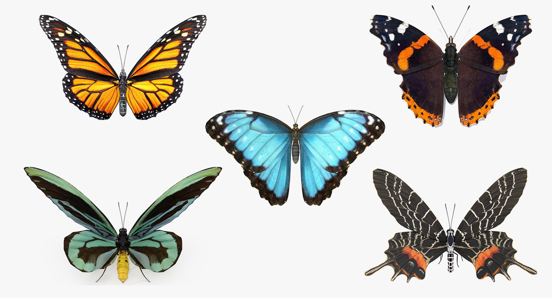 Rigged Butterflies Collection 4 for Cinema 4D 3D model preview