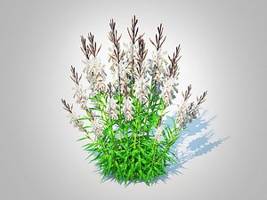 Gaura lindheimeri White model