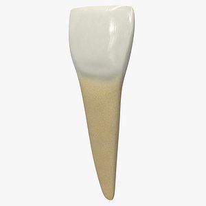 3D human teeth lower central