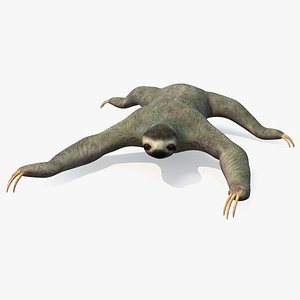 Sloth Crawls 3D model