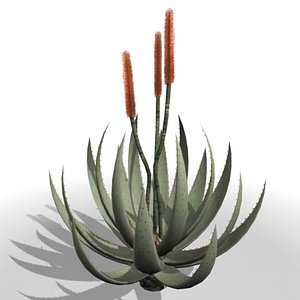 Cape Aloe