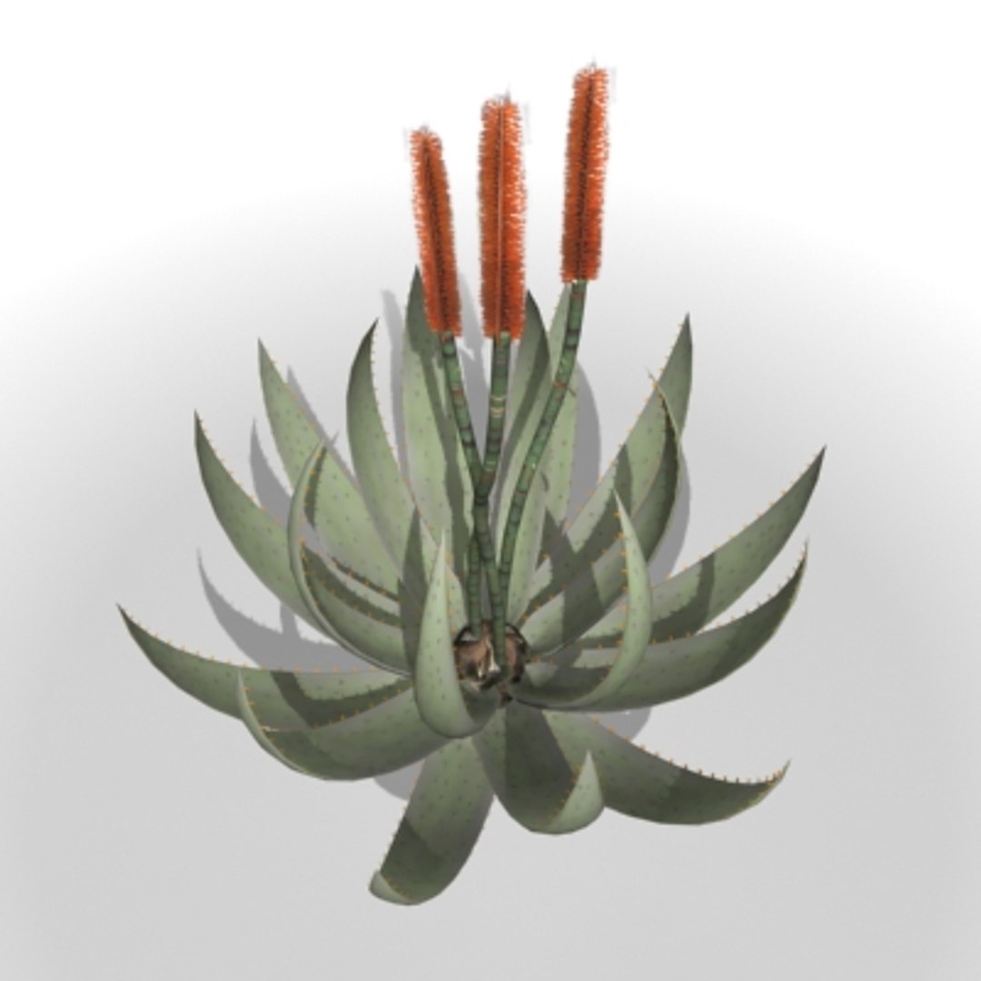 cape aloe 3ds https://p.turbosquid.com/ts-thumb/9r/OCL1pM/kQr7czPU/aloepre2/jpg/1213260502/1920x1080/fit_q87/d09090b06df42a46d7e50db404649506d31a96fe/aloepre2.jpg