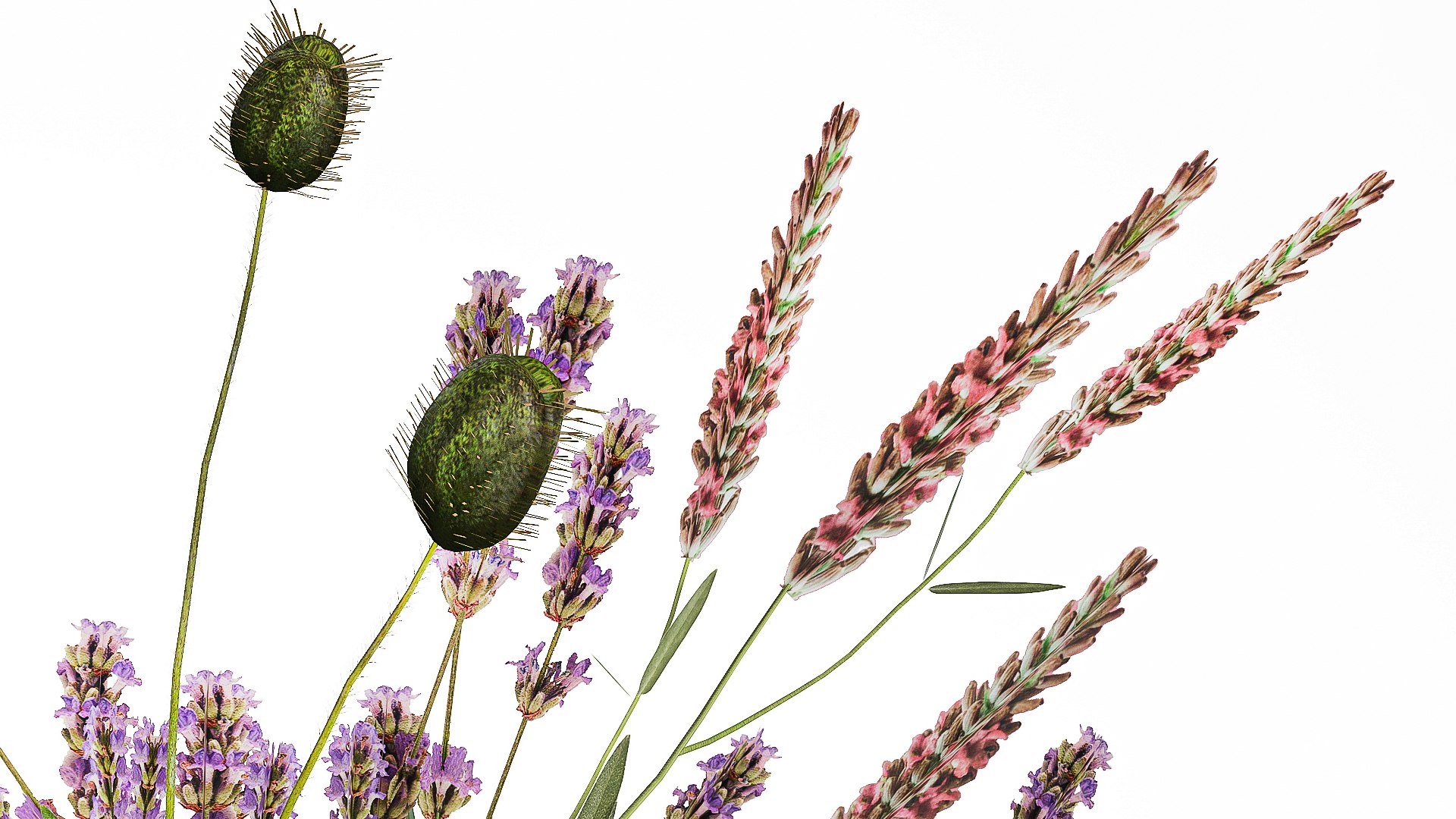 Bouquet Of Wild Flowers Of Lavender Poppy Pampas 534 3D https://p.turbosquid.com/ts-thumb/9r/OjbGFU/er/1bouquetofflowers310308/jpg/1743509876/1920x1080/fit_q87/08e9693021e416e17c8e39aefabfec1d5eda6b98/1bouquetofflowers310308.jpg