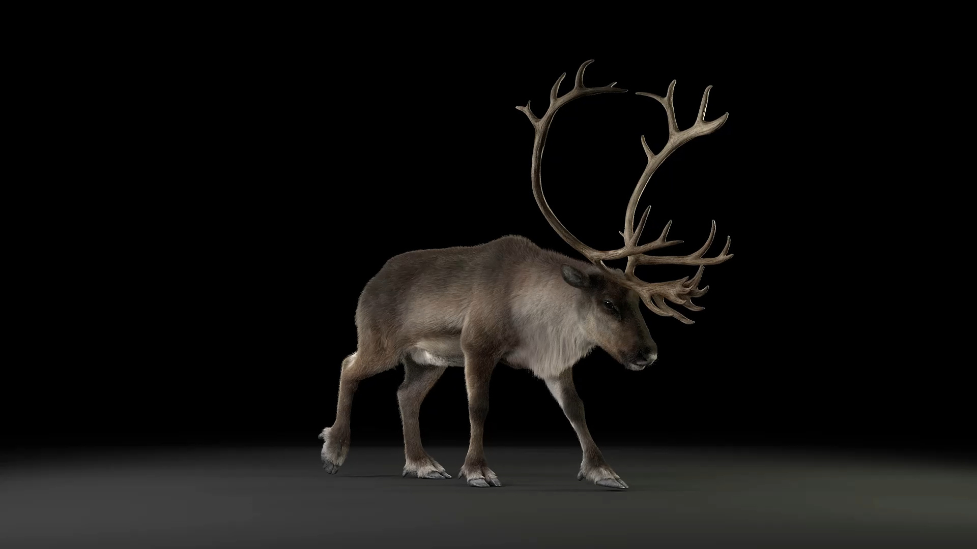 reindeer animation female male 3D https://p.turbosquid.com/ts-thumb/9r/ZLclqN/1KAZyd3C/reindeer_male_walk/jpg/1602888067/1920x1080/turn_fit_q99/184491527fe3bef24ae44dcd6279c2dc1279b586/reindeer_male_walk-1.jpg