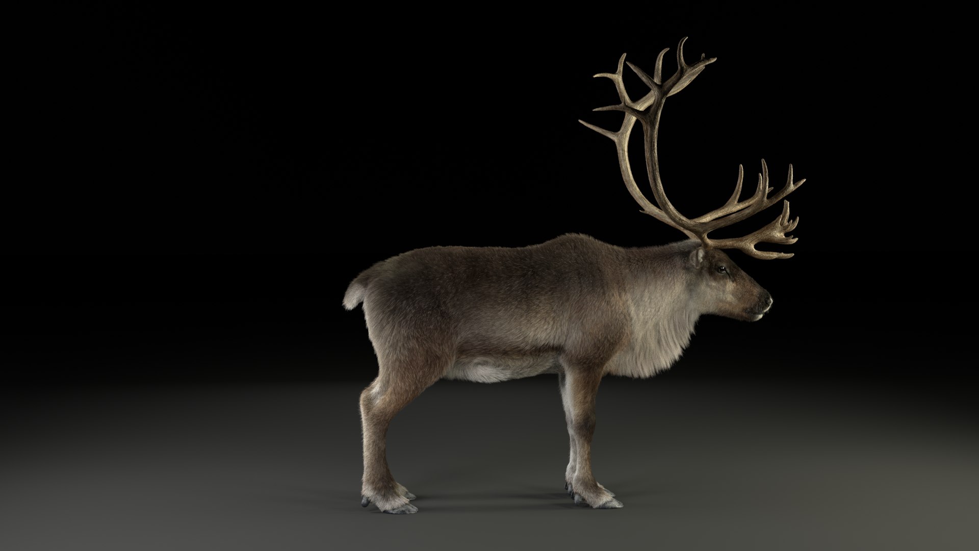 reindeer animation female male 3D https://p.turbosquid.com/ts-thumb/9r/ZLclqN/8FZ93oNy/reindeer_male_effectmap05/png/1602877324/1920x1080/fit_q87/feb1739a3763e0d2b51419d997036facc8721779/reindeer_male_effectmap05.jpg
