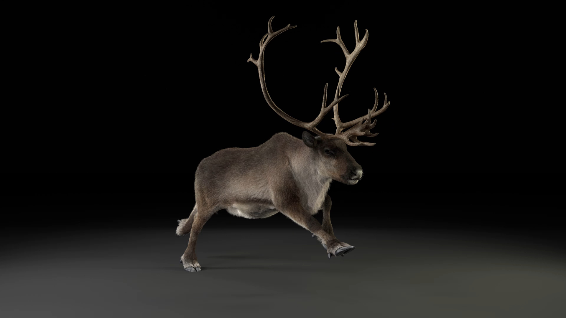 reindeer animation female male 3D https://p.turbosquid.com/ts-thumb/9r/ZLclqN/AlgVrPRP/reindeer_male_run/jpg/1602887769/1920x1080/turn_fit_q99/d6e2139b7a61994f9a198769d86a5f0e0a16c929/reindeer_male_run-1.jpg