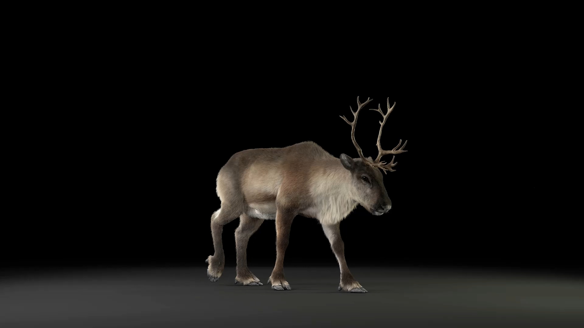 reindeer animation female male 3D https://p.turbosquid.com/ts-thumb/9r/ZLclqN/EwSW22Jg/reindeer_female_walk/jpg/1602887123/1920x1080/turn_fit_q99/1b1dec7a1fa8759a43514671c12076be551a4bd8/reindeer_female_walk-1.jpg