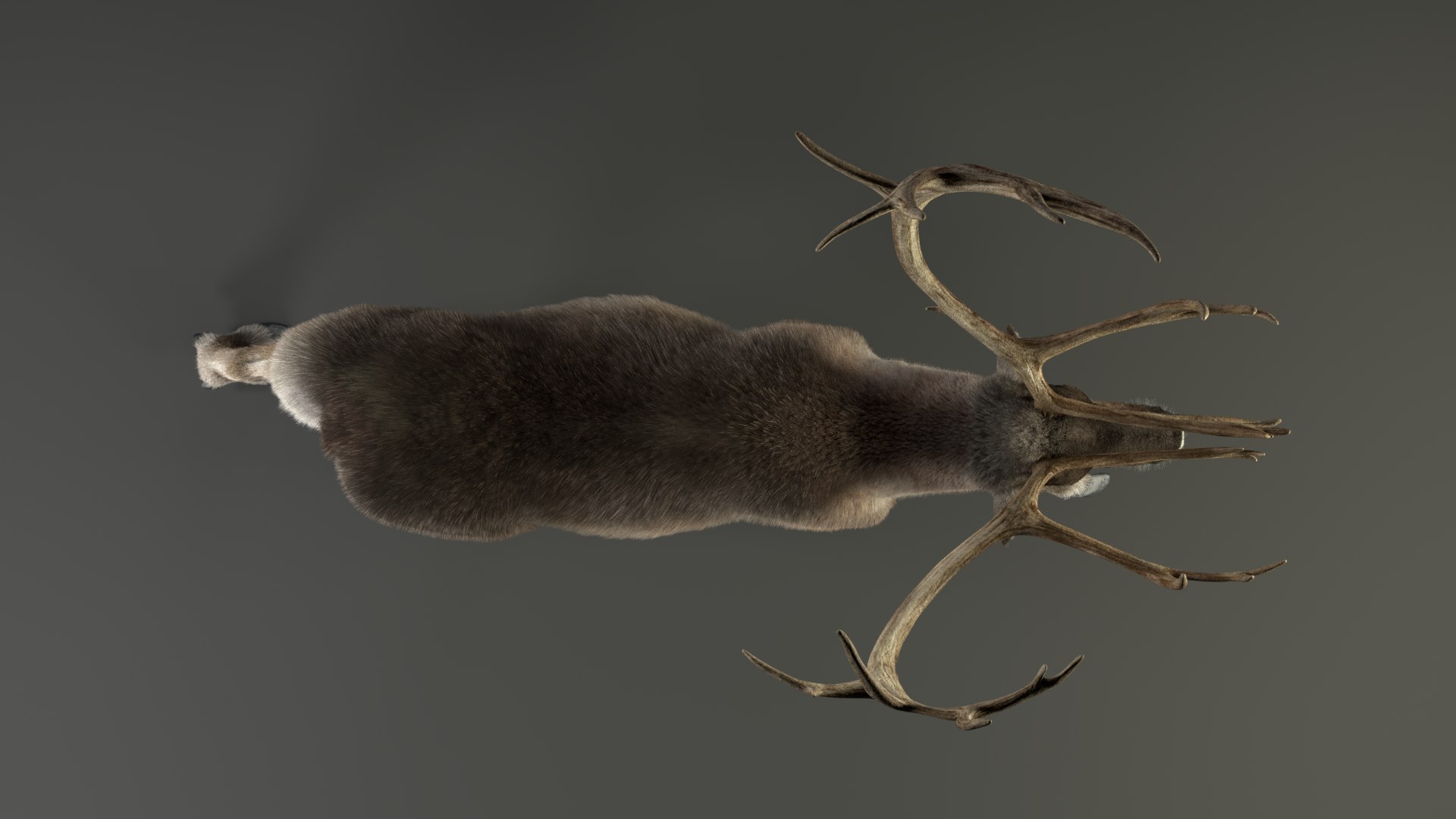 reindeer animation female male 3D https://p.turbosquid.com/ts-thumb/9r/ZLclqN/G5kB9N8S/reindeer_male_effectmap03/png/1602877316/1920x1080/fit_q87/1c584e5dc9b6586bbad27a38157987db7092a978/reindeer_male_effectmap03.jpg