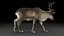 reindeer animation female male 3D