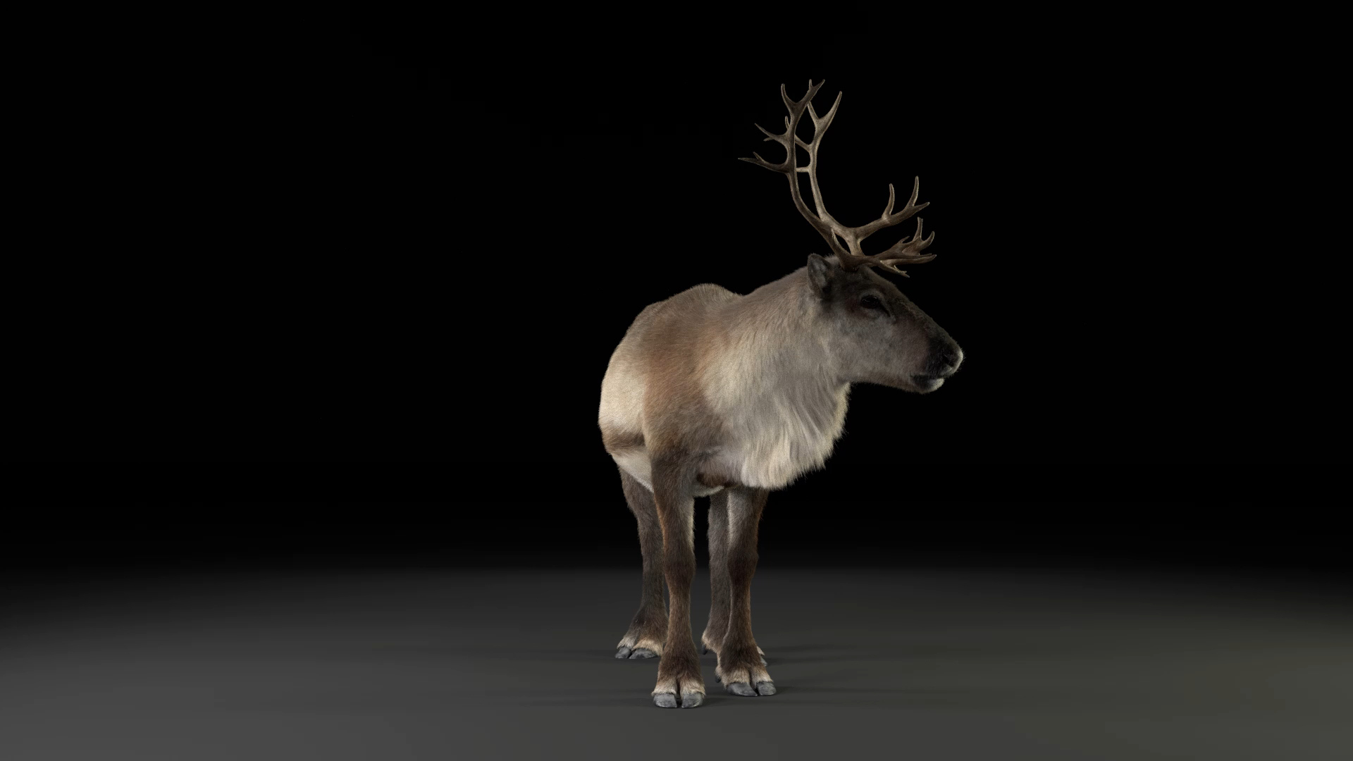 reindeer animation female male 3D https://p.turbosquid.com/ts-thumb/9r/ZLclqN/RnVjVxiZ/reindeer_female/jpg/1602883752/1920x1080/turn_fit_q99/4f85b256baa38a7b5e9b7c9c4e642dca6a1c6cdb/reindeer_female-1.jpg