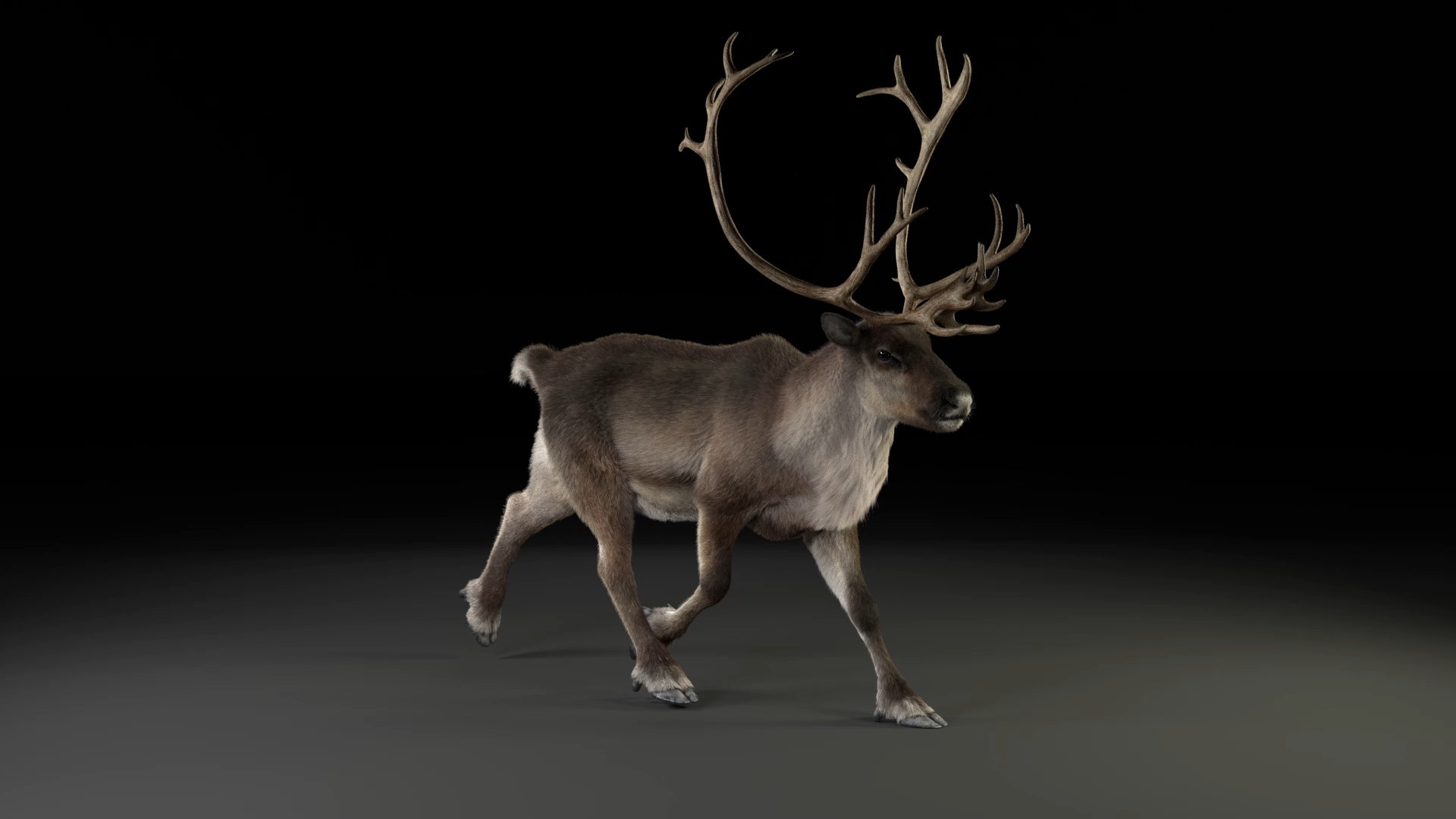 reindeer animation female male 3D https://p.turbosquid.com/ts-thumb/9r/ZLclqN/kfFlMaVe/reindeer_male_tort/jpg/1602887900/1920x1080/turn_fit_q99/e4778521e745a2d7b29df0d87ba4f21e8ed41f1f/reindeer_male_tort-1.jpg