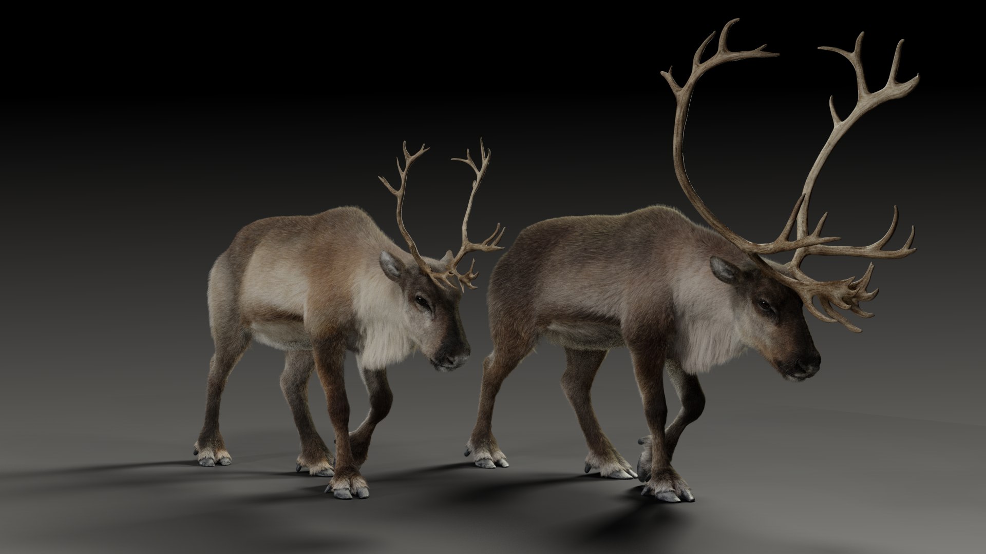 reindeer animation female male 3D https://p.turbosquid.com/ts-thumb/9r/ZLclqN/n4GwSGjj/reindeermale_female_example01/png/1602877303/1920x1080/fit_q87/722083385e33b864f9750ee6b60247fa9c4e0553/reindeermale_female_example01.jpg