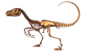Velociraptor Skeleton Fully Rigged Agile Predator 3D model
