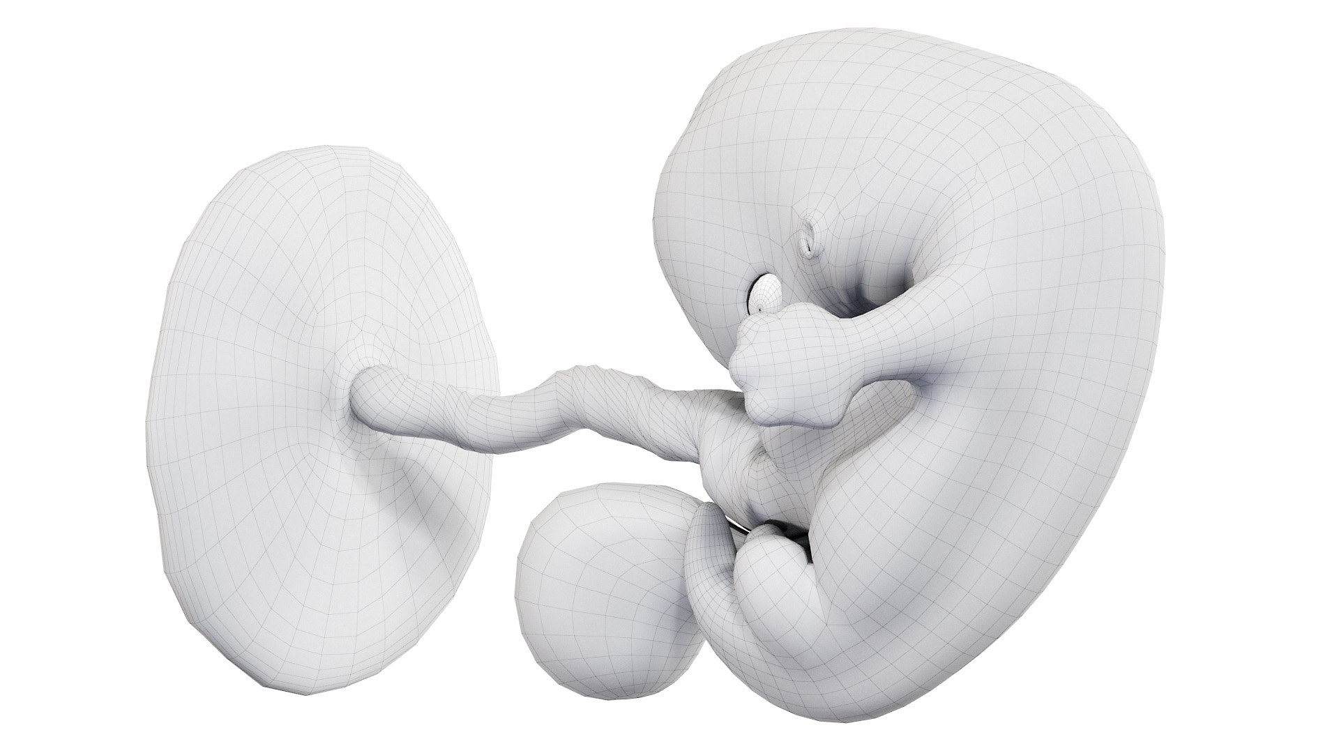 3D Fetus Week 7 Animated - TurboSquid 1866838