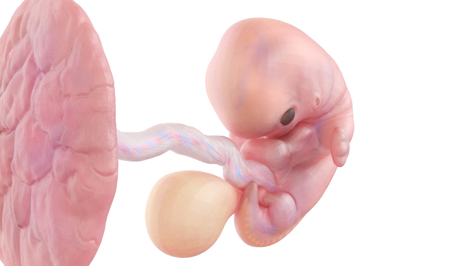3D Fetus Week 7 Animated - TurboSquid 1866838