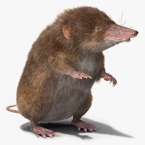 Shrew Standing Pose Fur model