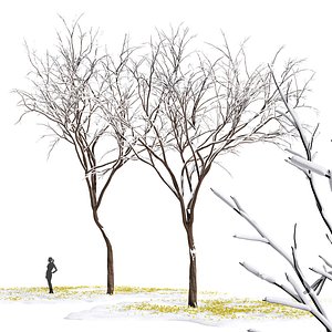 Real Tree Quercus serrata Winter