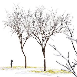 Real Tree Quercus serrata Winter