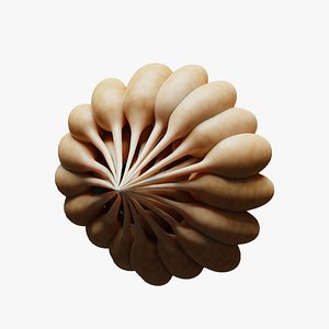 Mammary Gland Anatomy