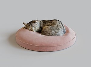 Cat sleeping on a pillow 3d scan