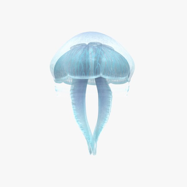 Jellyfish 3D Models for Download TurboSquid