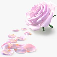 Realistic Rose and Petals 3D Models - High-Quality 4K PBR Asset