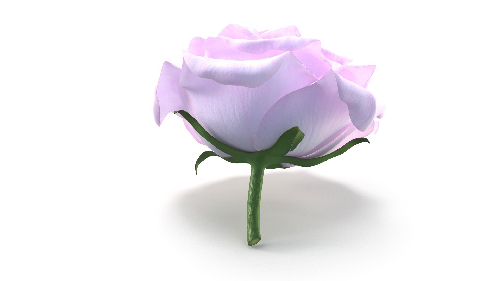 Realistic Rose and Petals 3D Models - High-Quality 4K PBR Asset 3D model https://p.turbosquid.com/ts-thumb/9s/ICcG21/d7/8/jpg/1755628782/1920x1080/fit_q87/7a63a77d30cc0d3e7809c9c78891fbac12d748b5/8.jpg