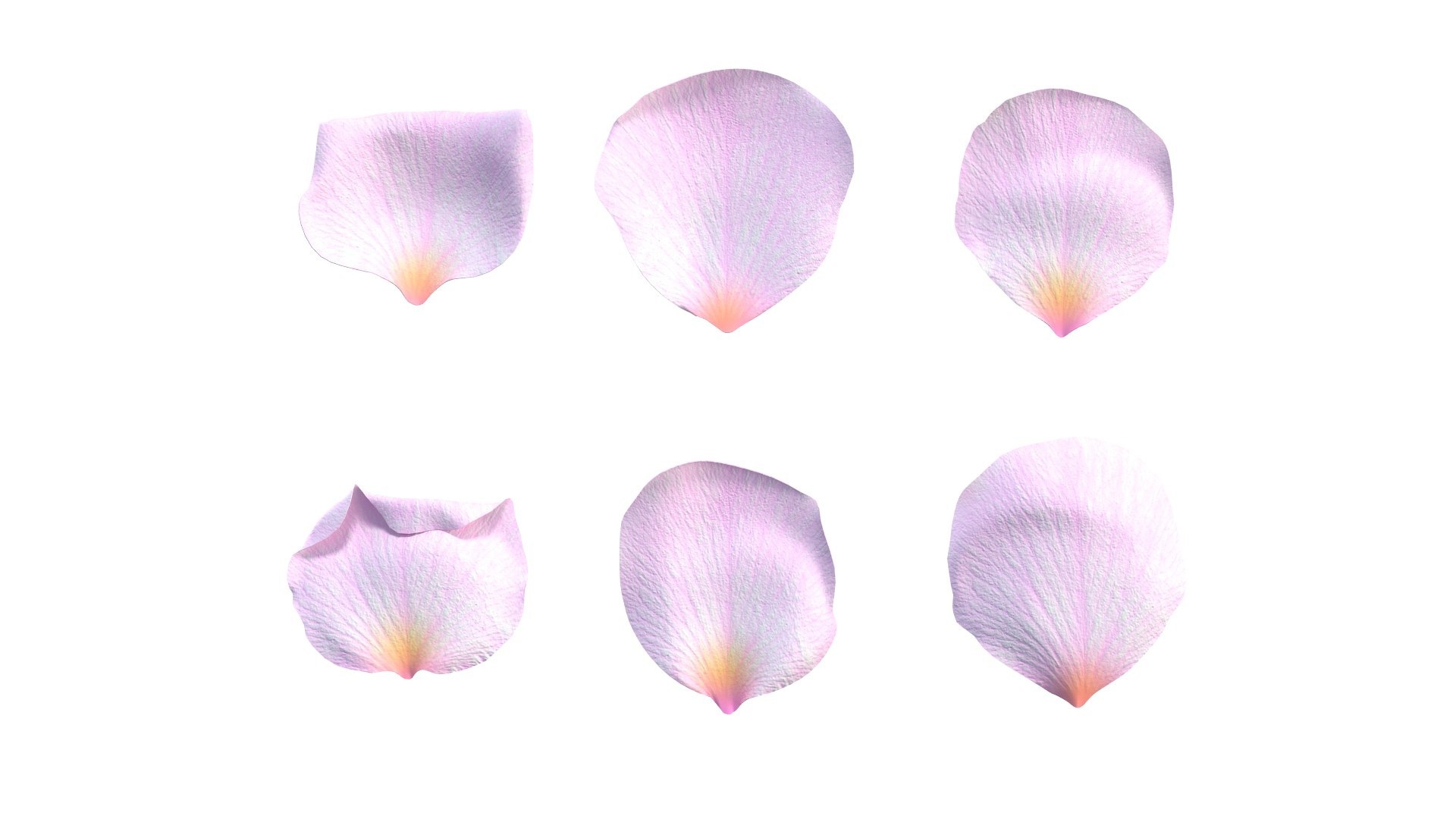 Realistic Rose and Petals 3D Models - High-Quality 4K PBR Asset 3D model https://p.turbosquid.com/ts-thumb/9s/ICcG21/tL/7/jpg/1755628825/1920x1080/fit_q87/db4e6675a41dabd84b86eb6926e89f19176cc7ea/7.jpg