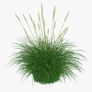 3D model Fountain Grass Bush