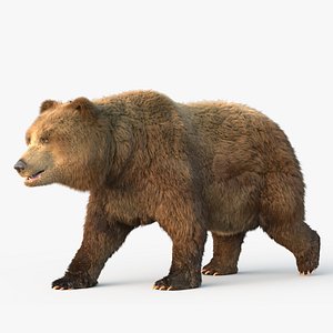 3D grizzly bear fur rig