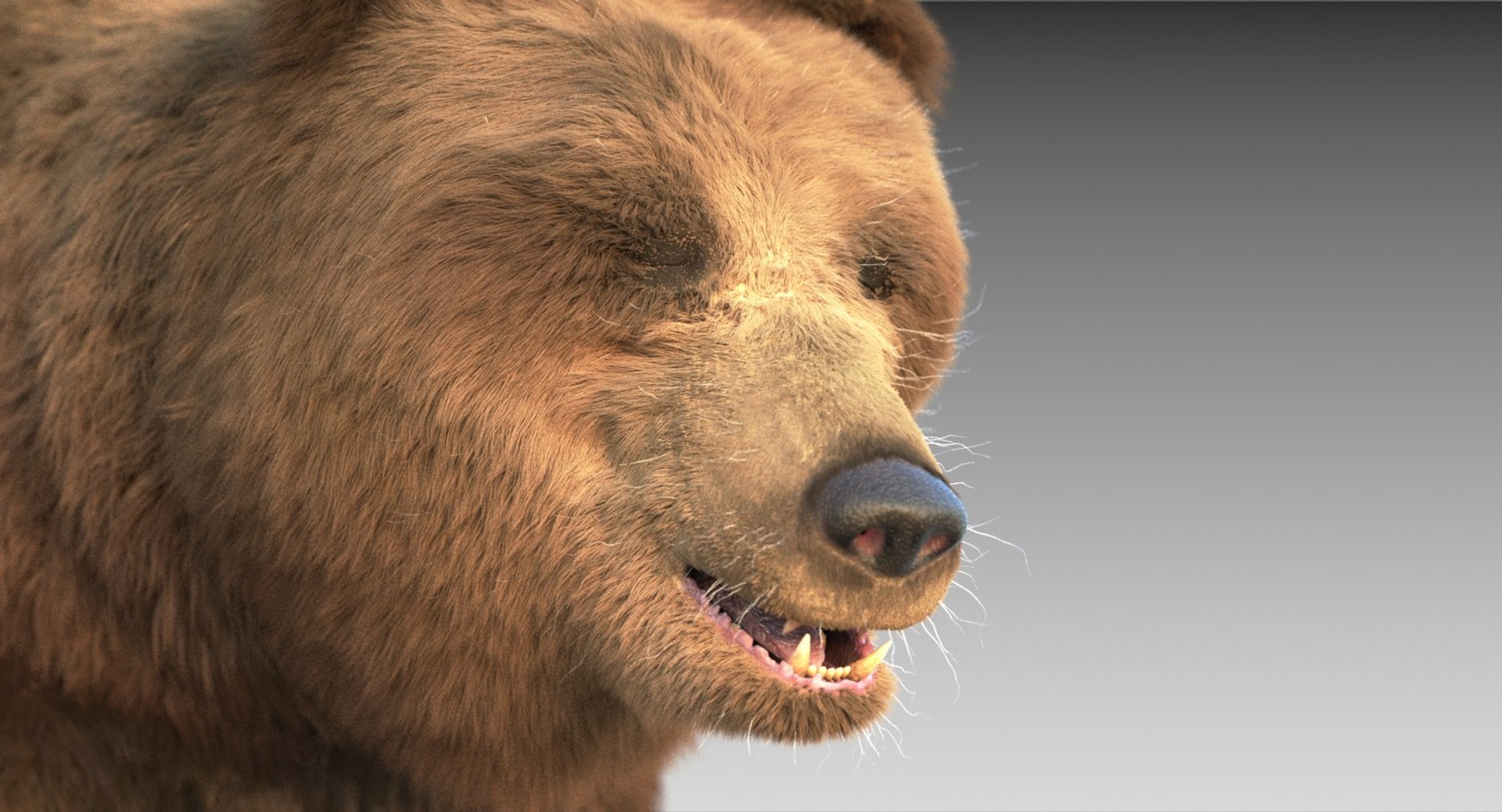 3D Grizzly Bear Fur Rig - TurboSquid 1271603