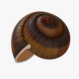 3d model snail shell