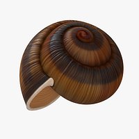 Snail Shell