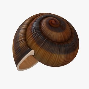 Snail Shell