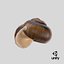 Caparazón de caracol