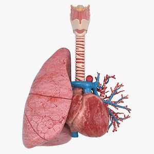 Trachea Lung Bronchial Vessels 3D model