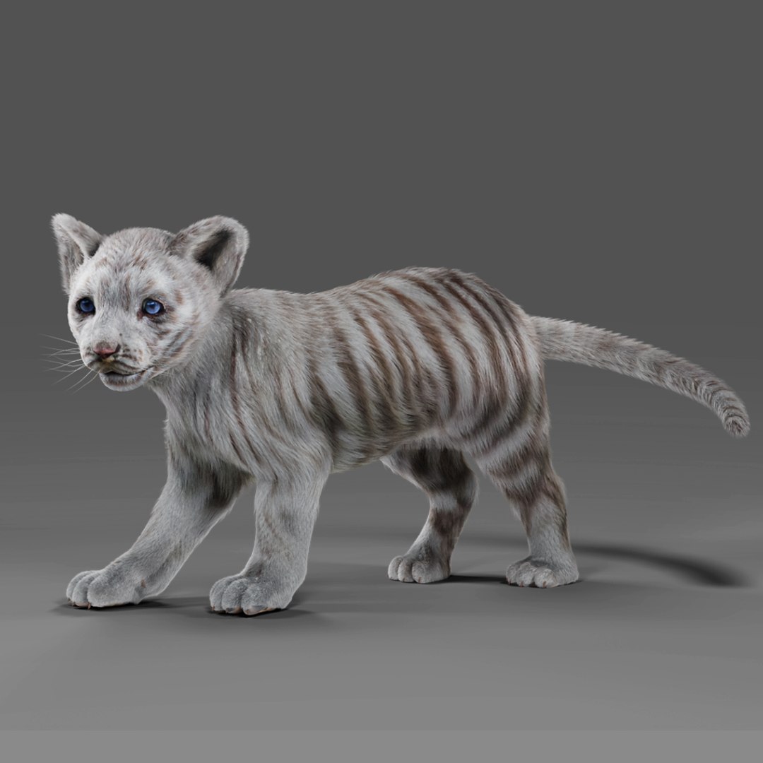 Fur White Tiger Cub Rigged in Blender model TurboSquid 2028331