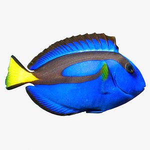 Pacific Blue Tang