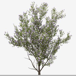 Set of Tibouchina Semidecandra or Princess flower Plant -  3 Plants 3D