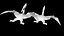 pterodáctilo
