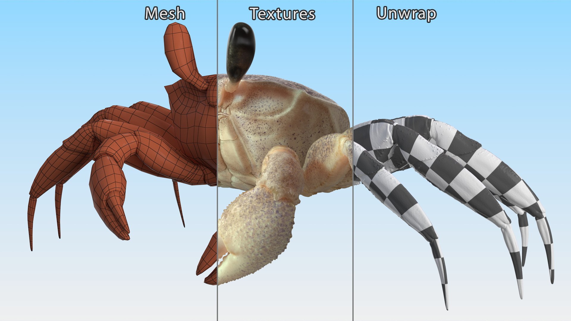 Ghost Crab Crustacean Pink Beige 3D Model - TurboSquid 2422326