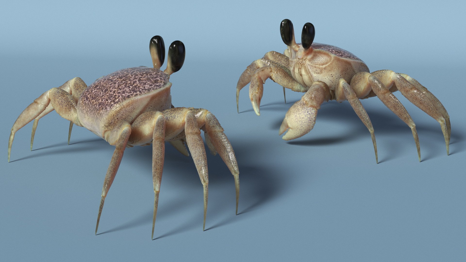 Ghost Crab Crustacean Pink Beige 3D Model - TurboSquid 2422326