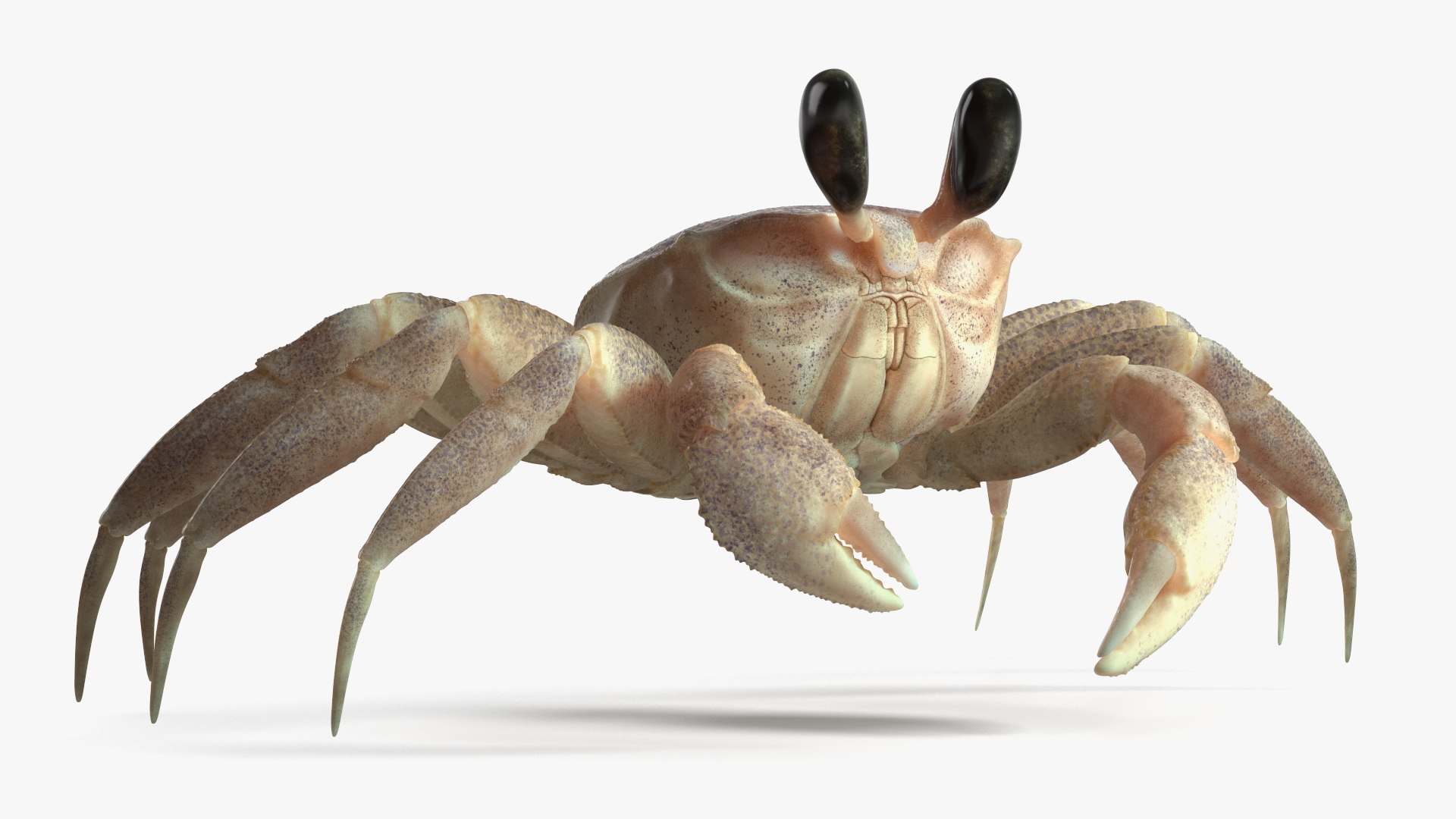 Ghost Crab Crustacean Pink Beige 3D Model - TurboSquid 2422326