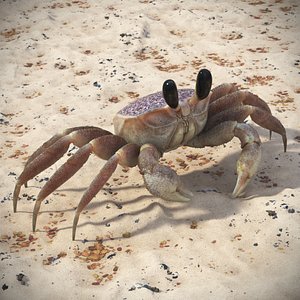 Ghost Crab Crustacean Pink Beige