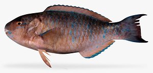 bluechin parrotfish 3d x