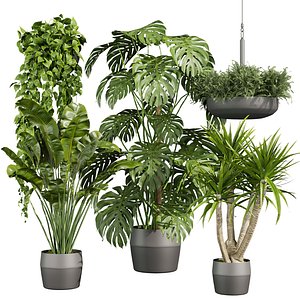 3D plant vol 830 - hanging- palm - banana - monstera