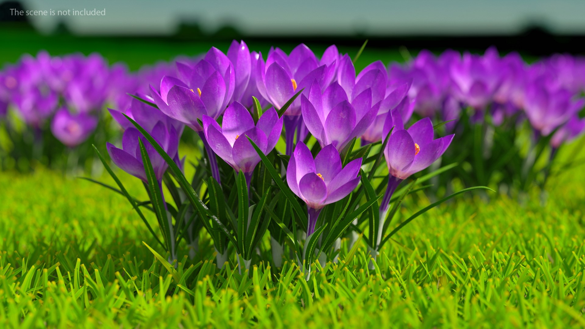Purple Flowering Plants Collection 2 3D model https://p.turbosquid.com/ts-thumb/9t/E2FpeO/0E/purplefloweringplantscollection2c4dmodel024/jpg/1698092503/1920x1080/fit_q87/0d5df77236b9e2c0e38f11458405ae17adb708e6/purplefloweringplantscollection2c4dmodel024.jpg
