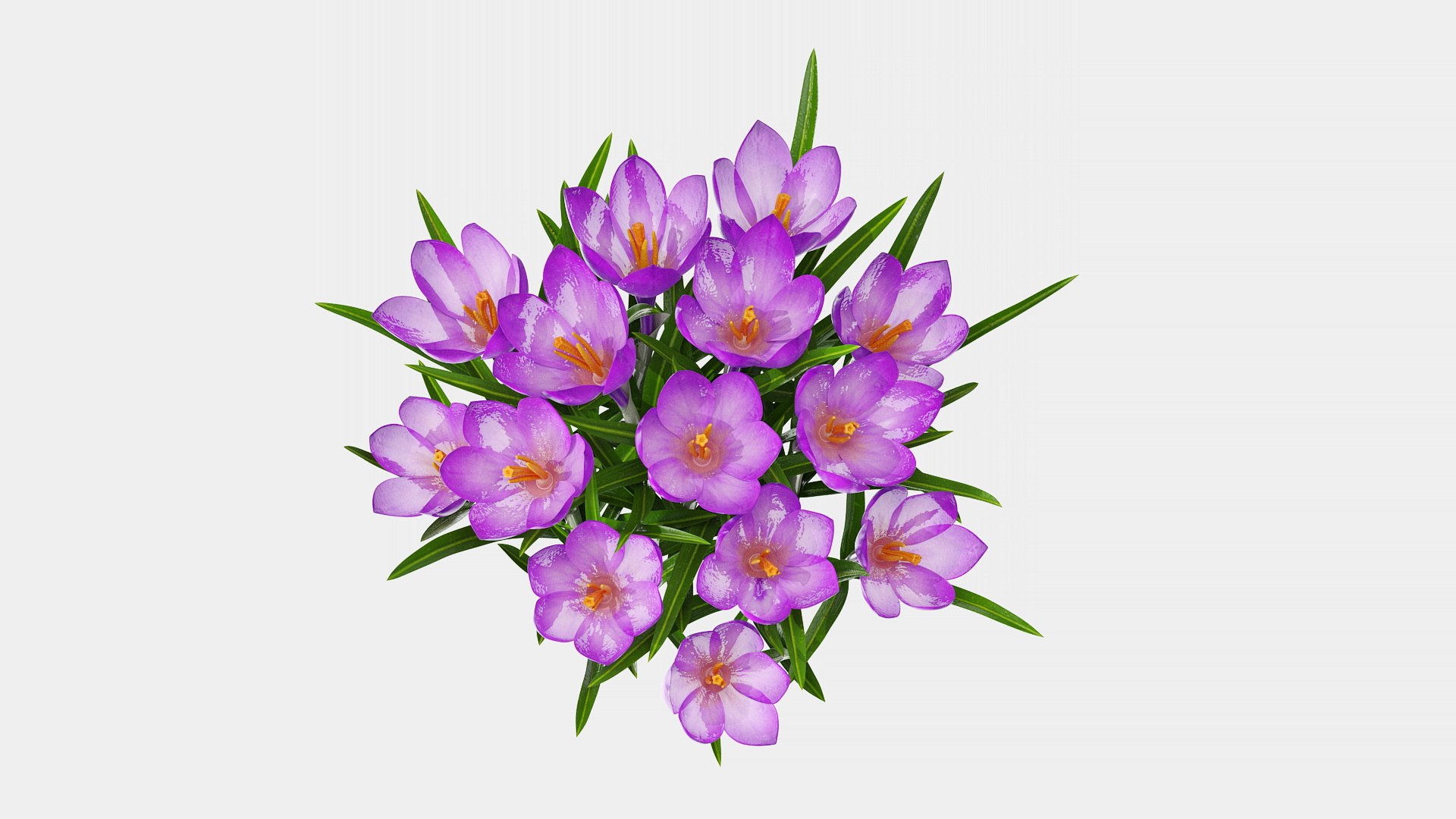 Purple Flowering Plants Collection 2 3D model https://p.turbosquid.com/ts-thumb/9t/E2FpeO/CK/purplefloweringplantscollection2c4dmodel030/jpg/1698092531/1920x1080/fit_q87/e3c8a4c44ef54a2f598886e0857f9a5531880171/purplefloweringplantscollection2c4dmodel030.jpg
