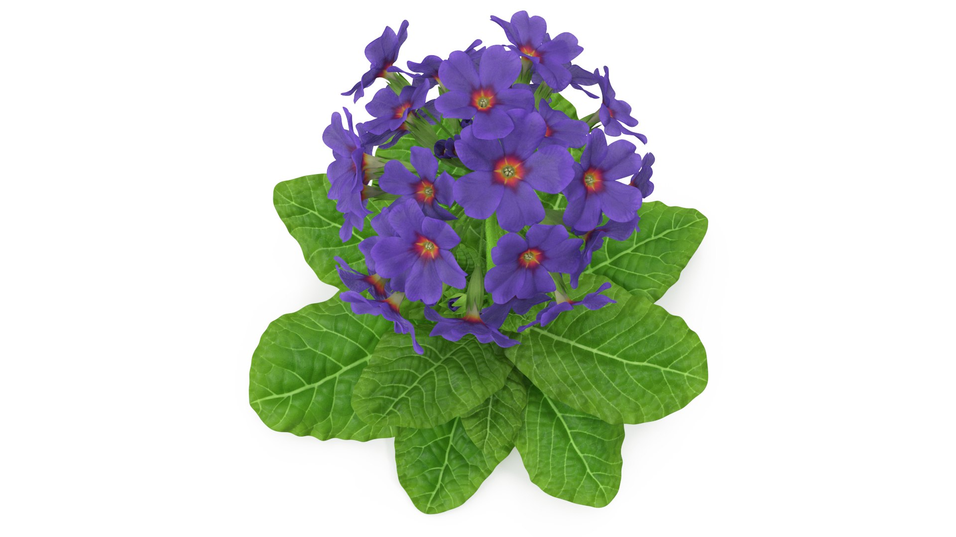 Purple Flowering Plants Collection 2 3D model https://p.turbosquid.com/ts-thumb/9t/E2FpeO/Eq/purplefloweringplantscollection2c4dmodel020/jpg/1698092485/1920x1080/fit_q87/e8a881429c1cf7c5fb4bed9f3126240c10540831/purplefloweringplantscollection2c4dmodel020.jpg