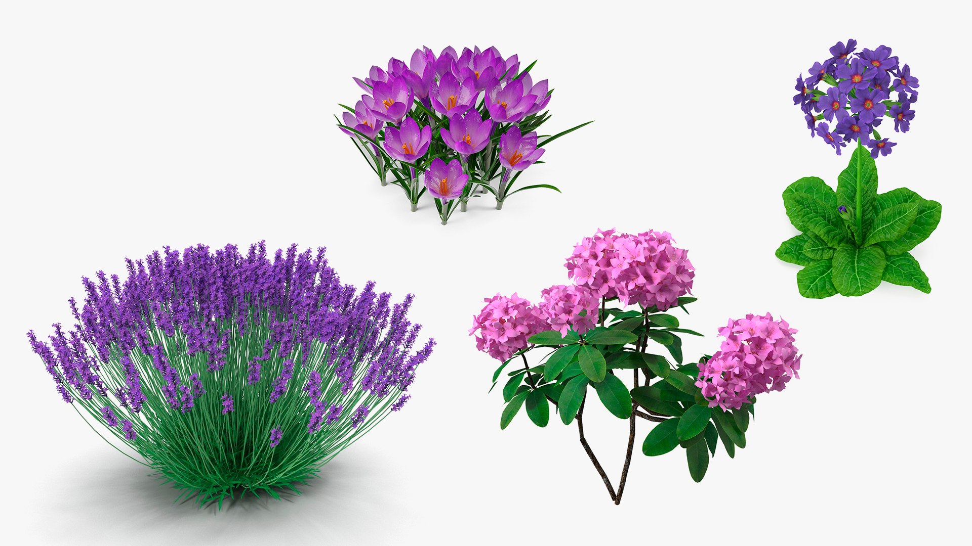 Purple Flowering Plants Collection 2 3D model https://p.turbosquid.com/ts-thumb/9t/E2FpeO/Nw/purplefloweringplantscollection2c4dmodel001/jpg/1698091177/1920x1080/fit_q87/78fe32731bd4e5e74e3ab73fd0b3c95803aaefc2/purplefloweringplantscollection2c4dmodel001.jpg